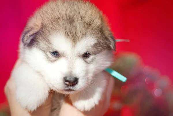 Kırmızı bir arka plan üzerinde oturan köpek yavrusu — Stok fotoğraf