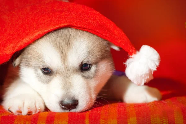 Puppy sitting on a red background in a Santa Claus hat — Stock Photo, Image