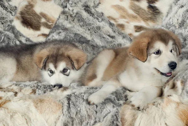 The puppy of the malamute is on a spoiled background — Stock Photo, Image