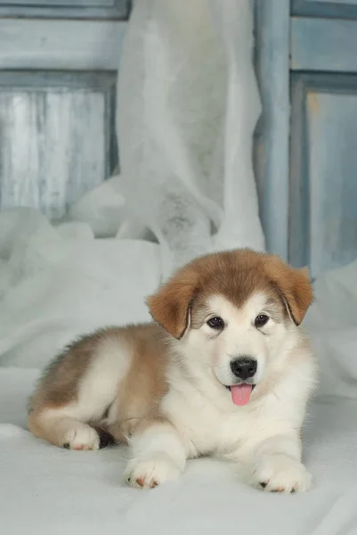 De pup van de malamute is op een verwende achtergrond — Stockfoto