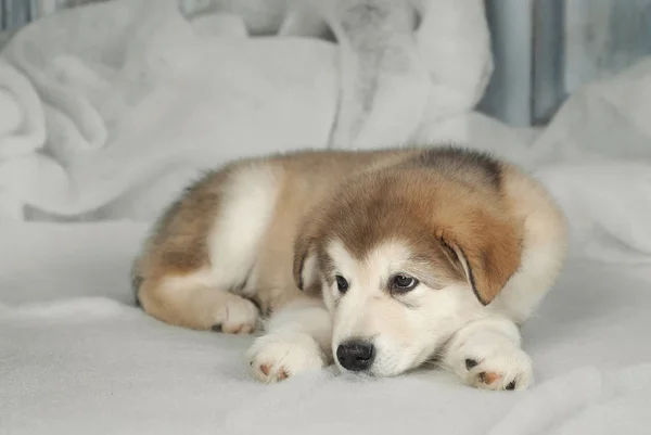 The puppy of the malamute is on a spoiled background — Stock Photo, Image