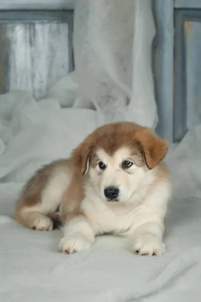 The puppy of the malamute is on a spoiled background — Stock Photo, Image