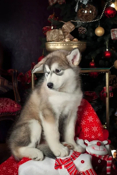 에스키모의 강아지 크리스마스 트리 근처 앉아 — 스톡 사진