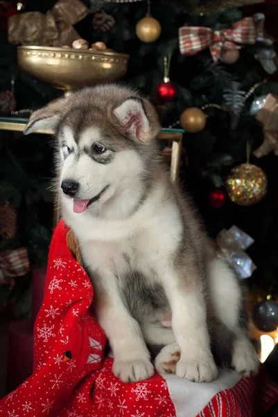 Welpe eines Malamuts sitzt neben einem Weihnachtsbaum — Stockfoto