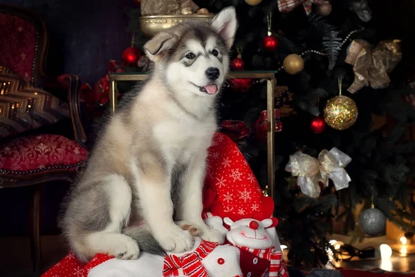Cachorro de un malamute se sienta cerca de un árbol de Navidad — Foto de Stock