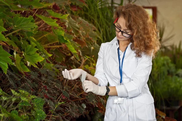 Egy Fehér Orvosi Köpenyes Tudós Gondozza Növényeket Agrokémikus Szemüvegben Óvodák — Stock Fotó
