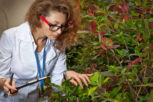 Científico Con Una Bata Médica Blanca Cuida Las Plantas Agroquímico — Foto de Stock