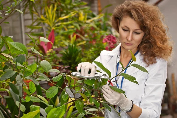 Egy Fehér Orvosi Köpenyes Tudós Gondozza Növényeket Agrokémikus Szemüvegben Bölcsődék — Stock Fotó
