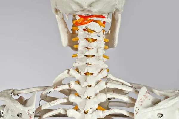 Mockup of human skeleton. Skeleton for the study of anatomy. Demonstration of diseases of the musculoskeletal system. Bones isolated on a white background. Cervical spine.