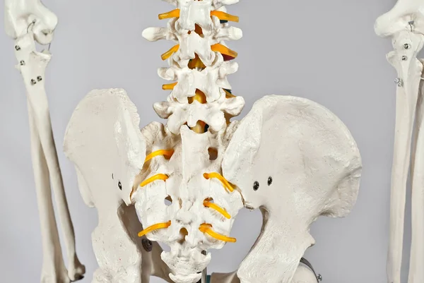 Mockup of human skeleton. Demonstration of diseases of the musculoskeletal system. Bones isolated on a white background. Lumbar spine and pelvis.