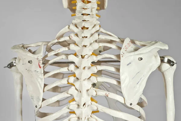 Mockup of human skeleton. Skeleton for the study of anatomy. Demonstration of diseases of the musculoskeletal system. Bones isolated on a white background.