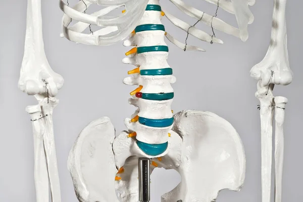Mockup of human skeleton. Demonstration of diseases of the musculoskeletal system. Bones isolated on a white background. Lumbar spine and pelvis. Intervertebral hernia. — Stock Image Mockup Human Skeleton Demonstration Diseases Musculoskeletal System Bones Isolated White Stock Image