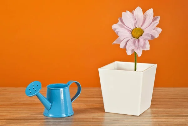 Růžové Sedmikrásky Bílém Hrnci Oranžovém Pozadí Modrá Zavlažovací Plechovka Vázou — Stock fotografie