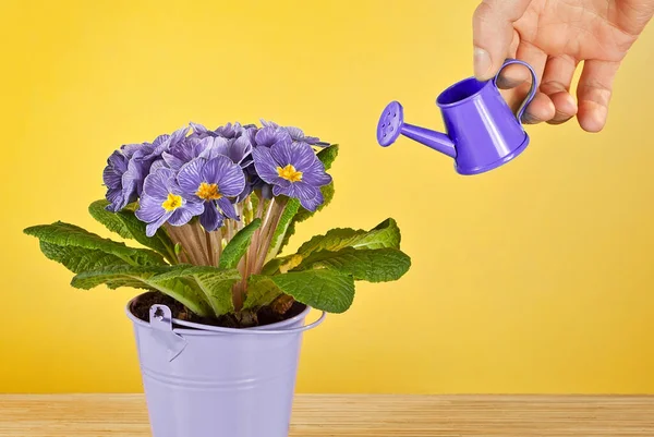 Onagre Violette Dans Seau Rose Sur Fond Jaune Arrosoir Bleu — Photo