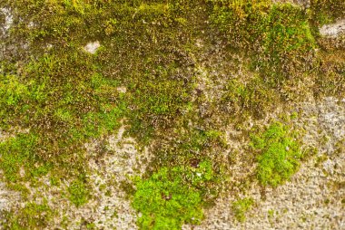 Eski kirli dokular, çatlak beton duvarlar.