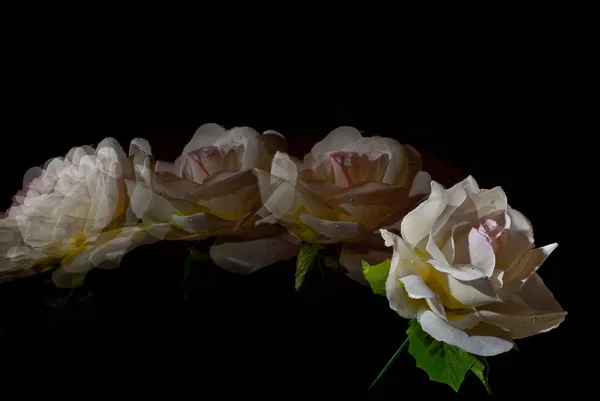 White rose on black background.  Blurred as an artistic effect. Concept of motion and dynamics. Flash in multi mode.