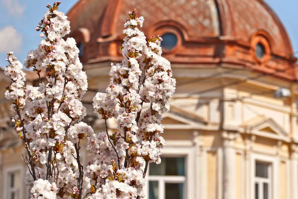 木の上に白い花でピンク 都市建築の背景に桜 多くのクローズアップ花 — ストック写真