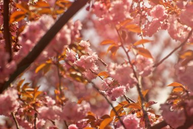 Ağaçta pembe çiçekler var. Kiraz çiçeği. Sarı yapraklı birçok çiçek kapanıyor..