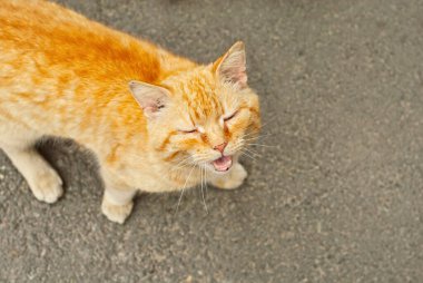 Sokaktaki kırmızı kedi. Yırtıcı bir sokak kedisinin portresi. Yaklaş..