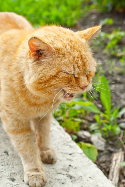 通りに赤い猫 捕食野良猫の肖像 — ストック写真