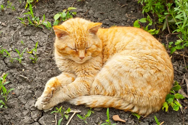 Rote Katze Auf Der Straße Porträt Einer Räuberischen Streunenden Katze — Stockfoto