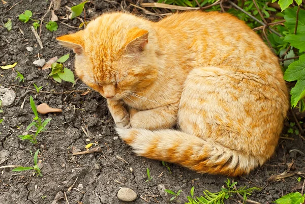 Rote Katze Auf Der Straße Porträt Einer Räuberischen Streunenden Katze — Stockfoto