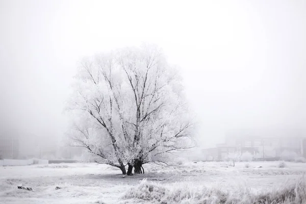 Frozen trees on winter — Stock Photo, Image