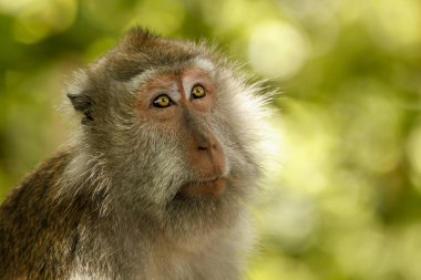 Uzun kuyruklu Makaklar (Macaca fascicularis) 