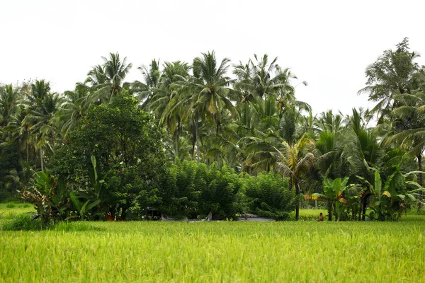 Vegetazione balinese in estate — Foto Stock