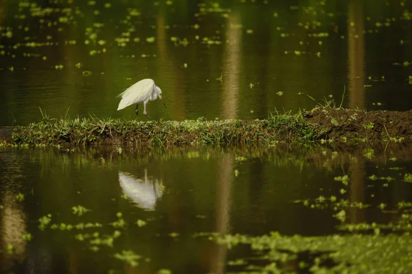 Bir pirinç alan balıkçıl kuş — Stok fotoğraf