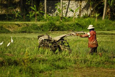 Pirinç plantasyon içinde çalışan çiftçi