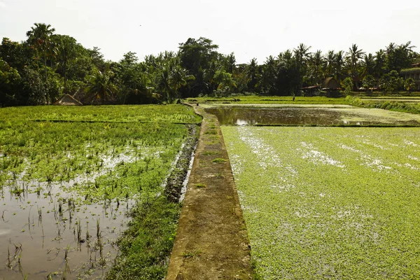 Цапля на рисовом поле — стоковое фото