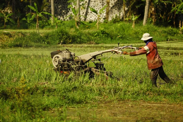 Farmer working in rice plantation — Stock Photo, Image