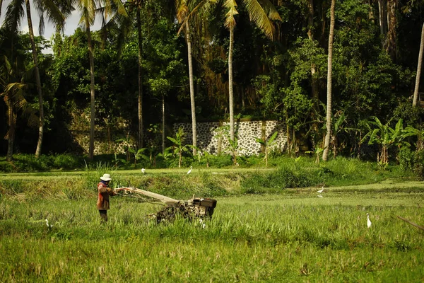 Фермер, работающий на рисовых плантациях — стоковое фото