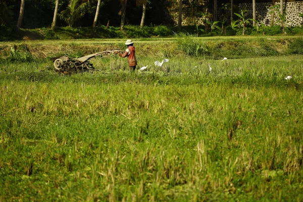 Agricultor que trabaja en plantación de arroz — Foto de Stock