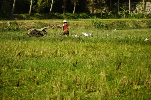 Agricultor que trabaja en plantación de arroz — Foto de Stock