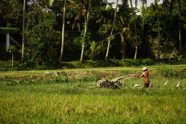 Фермер, работающий на рисовых плантациях — стоковое фото
