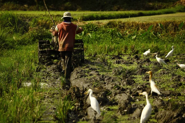 Agricultor que trabaja en plantación de arroz — Foto de Stock