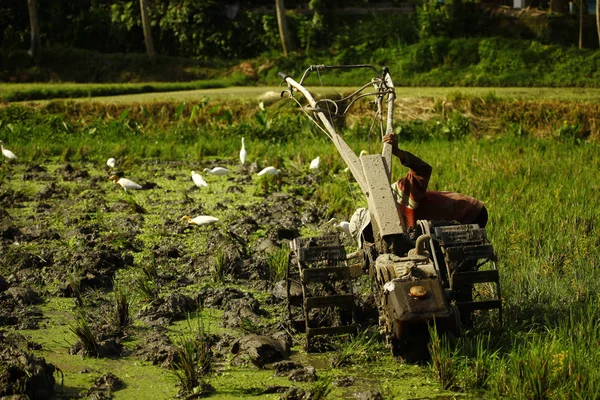 Agricultor que trabalha na plantação de arroz — Fotografia de Stock