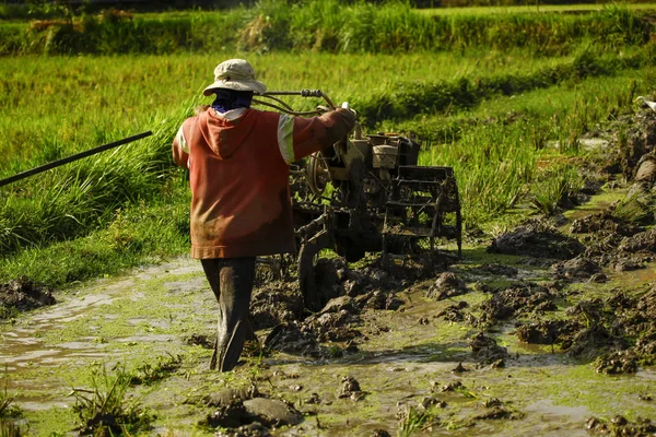 Agricultor que trabaja en plantación de arroz — Foto de Stock