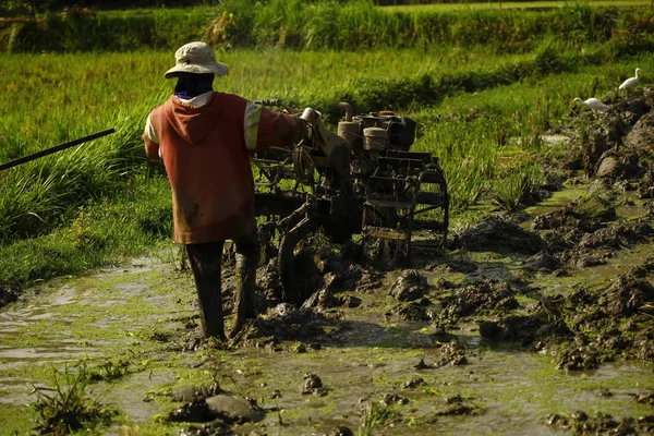 Agricultor que trabalha na plantação de arroz — Fotografia de Stock