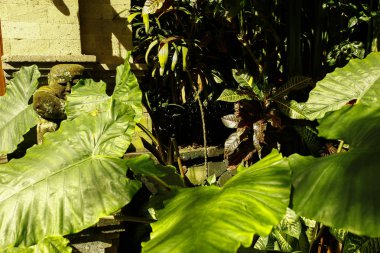 Bahçelerin süsleri Bali, Endonezya