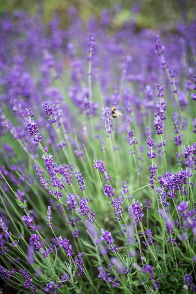 Beautiful Lavender Flowers shrub in garden close up view — Stock Photo, Image