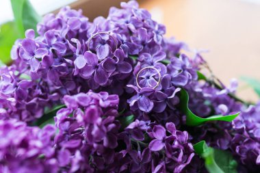 İki düğün altın yüzük Mor Leylak çiçekleri üzerinde yatıyor. Düğün detayları