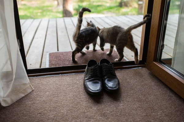 Black men's leather shoes are standing on the threshold. Two stray cats sniff men's shoes. Wedding details.