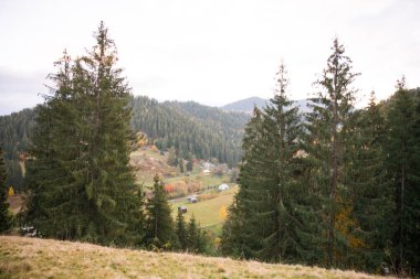 Karpat Dağları için bir görünümü ile bazı yeşil Noel ağaçları. Planda küçük bir ülke evleri.