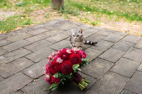 Gato Vadio Foge Para Buquê Casamento Vermelho Dálias Encontra Madeira — Fotografia de Stock