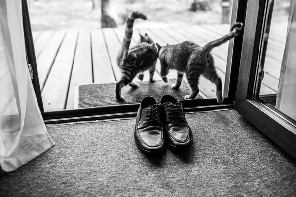 Scarpe Pelle Nera Uomo Sono Piedi Sulla Soglia Due Gatti — Foto Stock