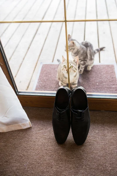 Чорне Чоловіче Шкіряне Взуття Стоїть Порозі Двоє Бродячих Котів Біля — стокове фото