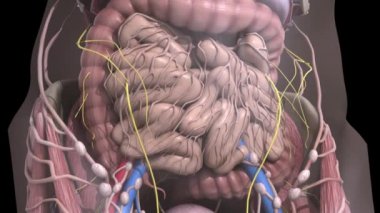 İnsan anatomisi. Karın içinde hareket cesaret